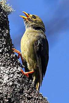 Bell Miner