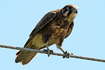 Brown Falcon