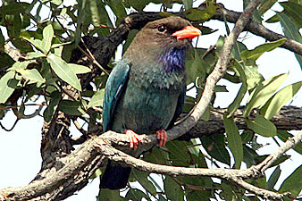 Dollarbird