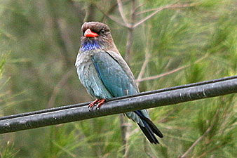 Dollarbird