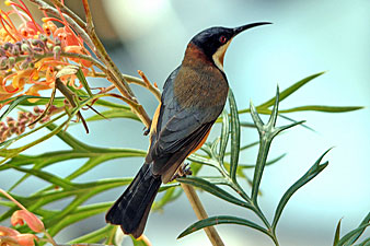 Eastern Spinebill