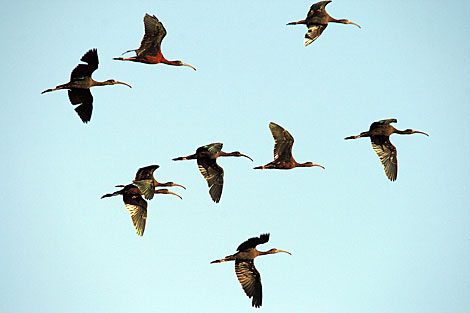 Glossy Ibis