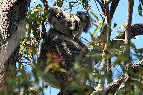 Koala