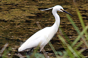 Little Egret