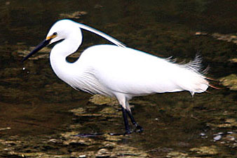 Little Egret