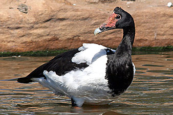 Magpie Goose