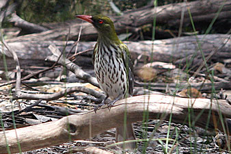 Olive-backed Oriole