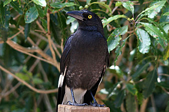 Pied Currawong