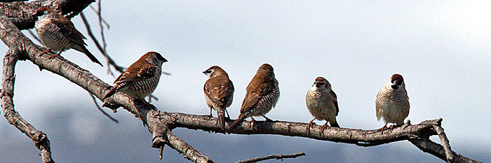 Plum-headed Finch