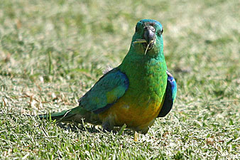 Red-rumped Parrot