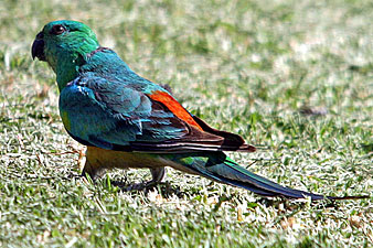 Red-rumped Parrot