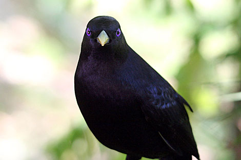 Satin Bowerbird