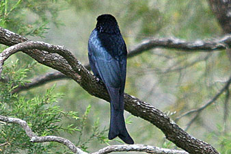 Spangled Drongo