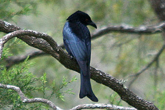 Spangled Drongo