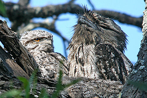 Tawny Frogmouth