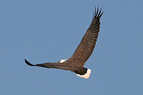 White-bellied Sea-eagle