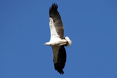 White-bellied Sea-eagle