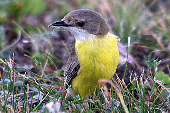 White-throated Gerygone