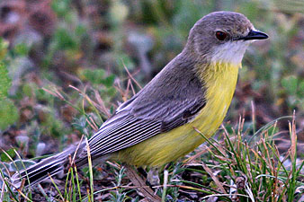 White-throated Gerygone