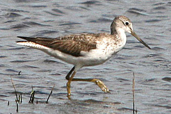 Common Greenshank