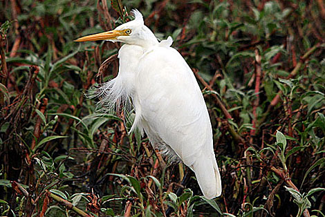 Intermediate Egret