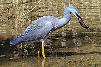 White-faced Heron