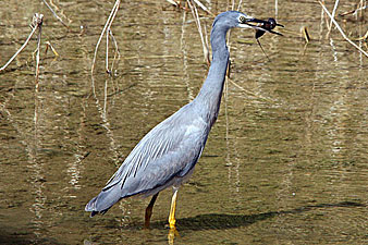 White-faced Heron