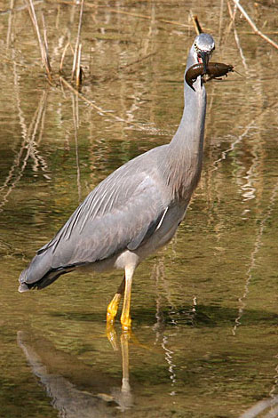 White-faced Heron