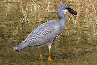 White-faced Heron