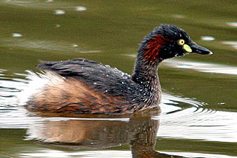 Australasian Grebe