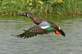 Australasian Shoveler