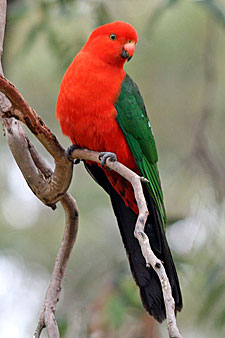 Australian King Parrot