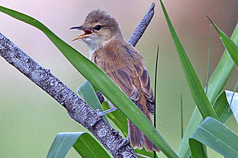 Australian Reed-Warbler