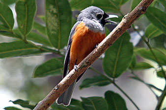 Black-faced Monarch