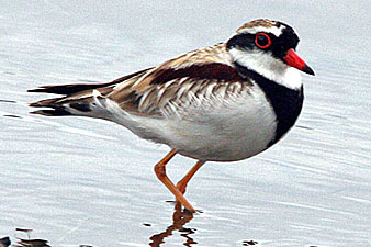 Black-fronted Dotterel