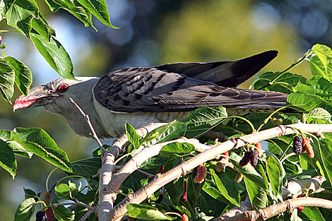 Channel-billed Cuckoo