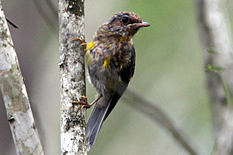 Eastern Yellow Robin