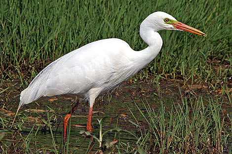 Intermediate Egret