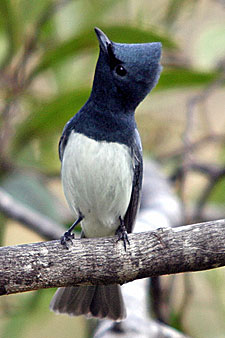 Leaden Flycatcher