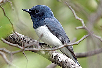 Leaden Flycatcher