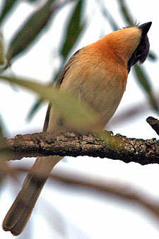 Leaden Flycatcher