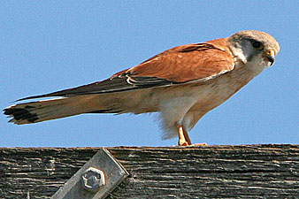 Nankeen Kestrel