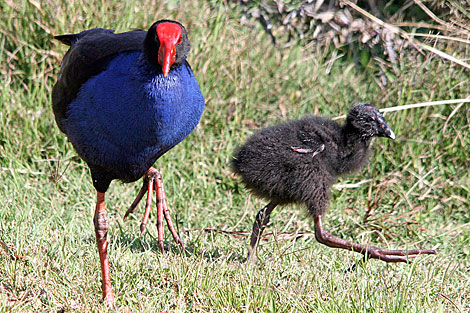 Purple Swamphen