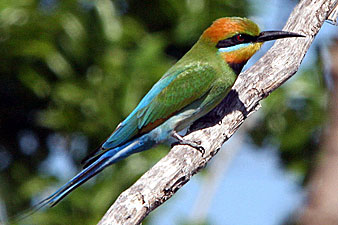 Rainbow Bee-eater