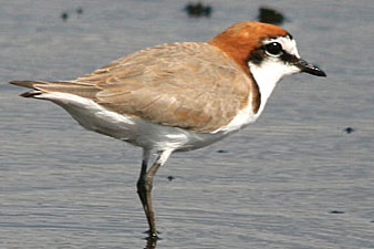 Red-capped Plover