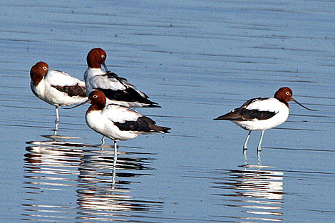 Red-necked Avocets