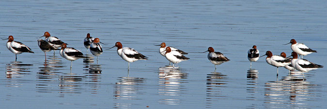 Red-necked Avocets