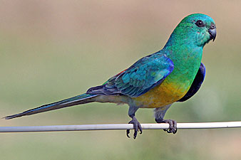 Red-rumped Parrot