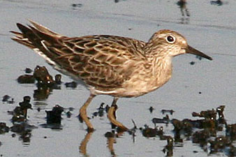 Sharp-tailed Sandpiper