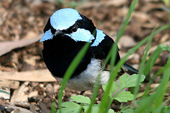 Superb Fairy-wren